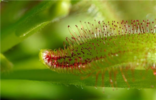 Method for cultivating sundew