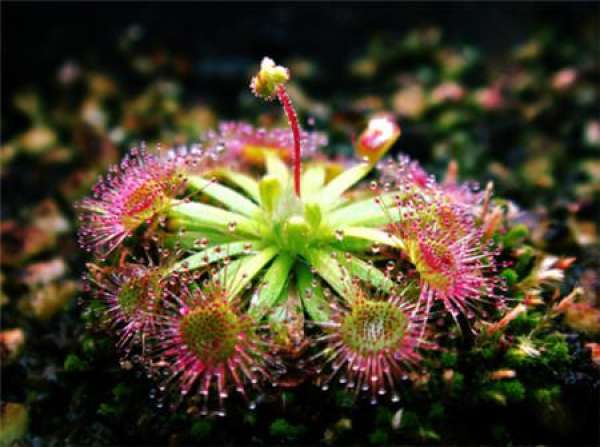 Matters needing attention in the cultivation of sundew