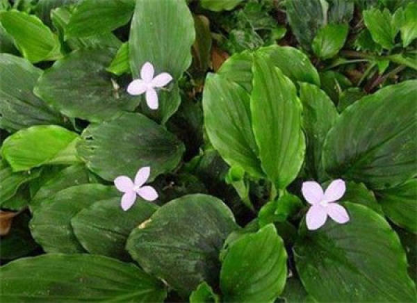 Matters needing attention in Kaempferia galanga cultivation
