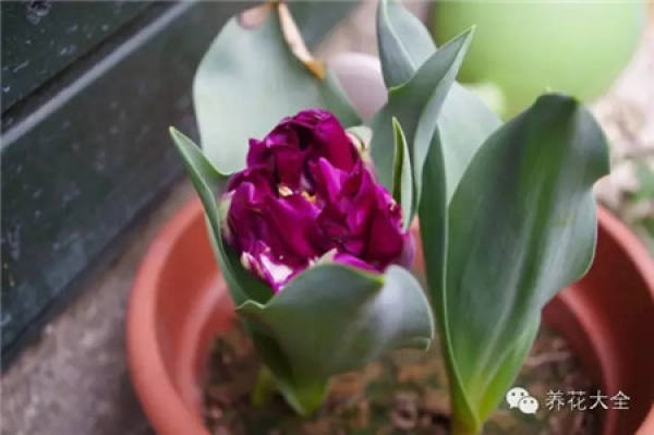 Bulbous tulip