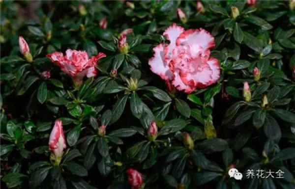 Bulbous tulip