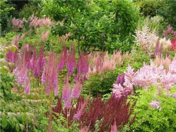Precautions for Astilbe chinensis breeding