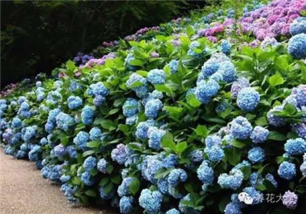 Hydrangea