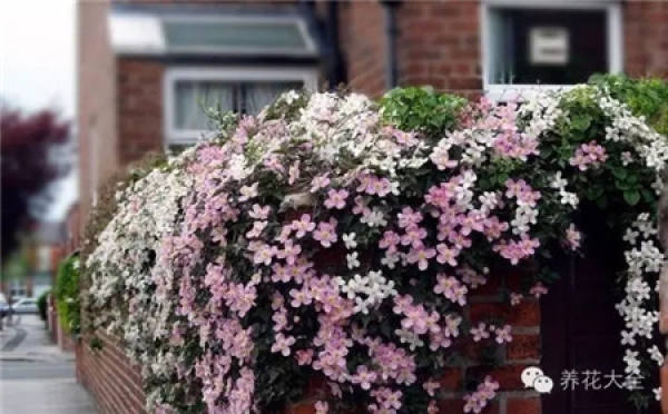 Hydrangea