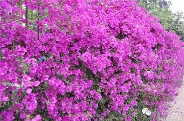 Bougainvillea