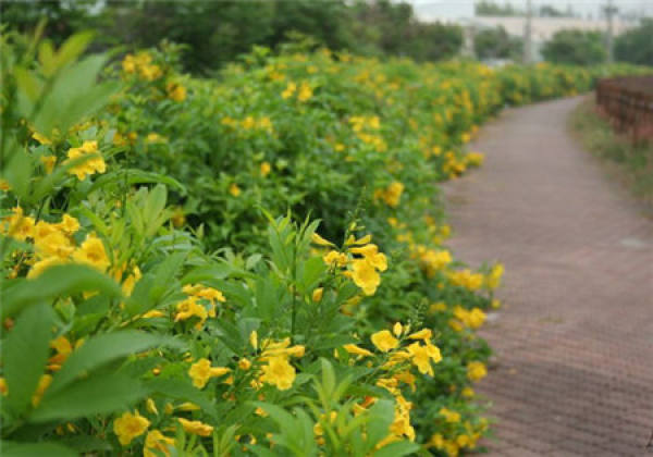 Culture method of yellow bell flower