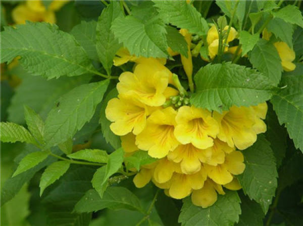 Matters needing attention in the cultivation of yellow bell flower