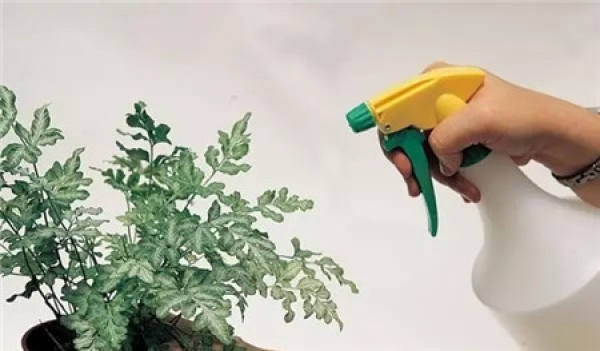 Avoid watering the flowers and leaves.
