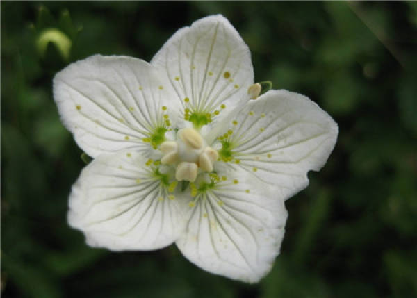 culture method of Anemone