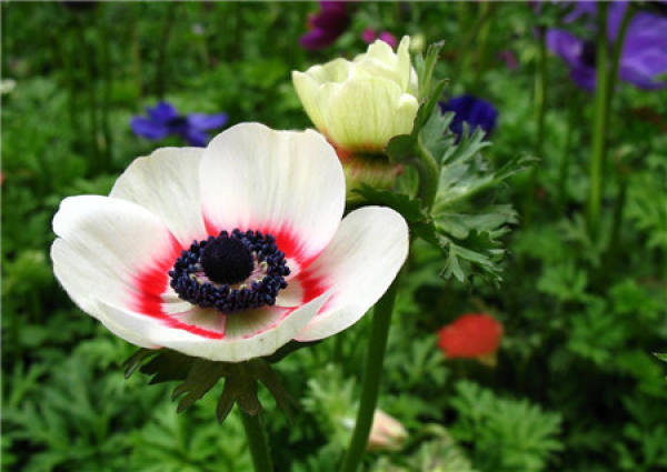Matters needing attention in cultivation of anemone