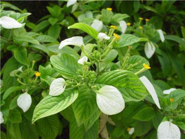 Matters needing attention in the cultivation of Mussaenda gracilis
