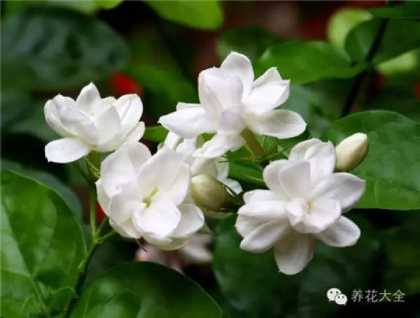 Jasmine