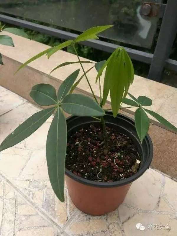 Jasmine
