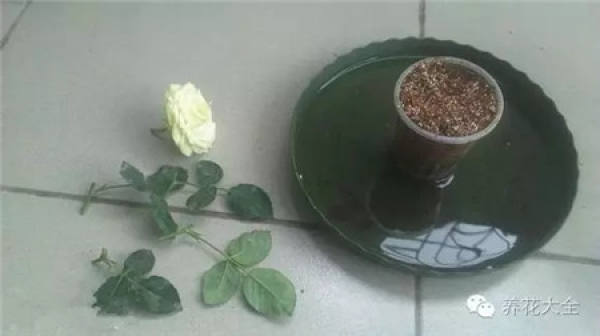 Jasmine