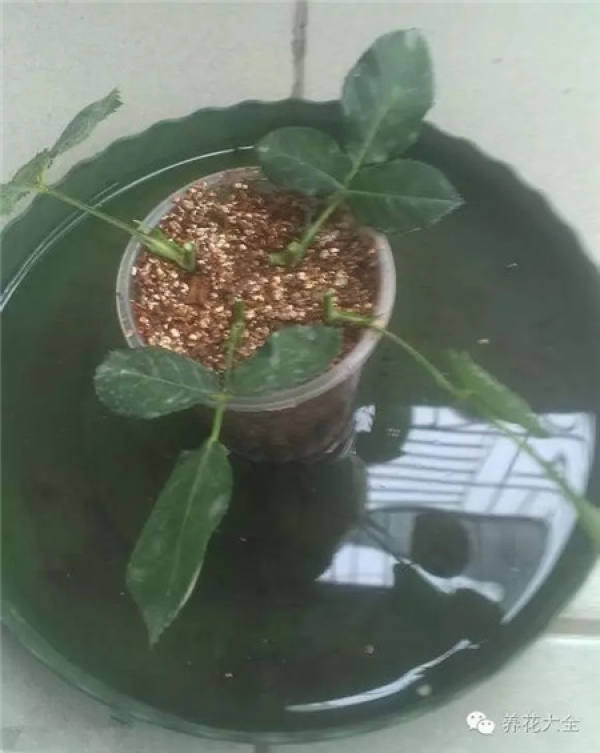 Jasmine