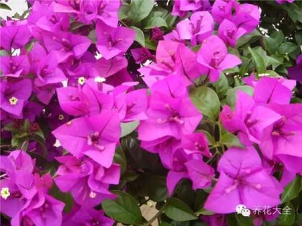 Jasmine