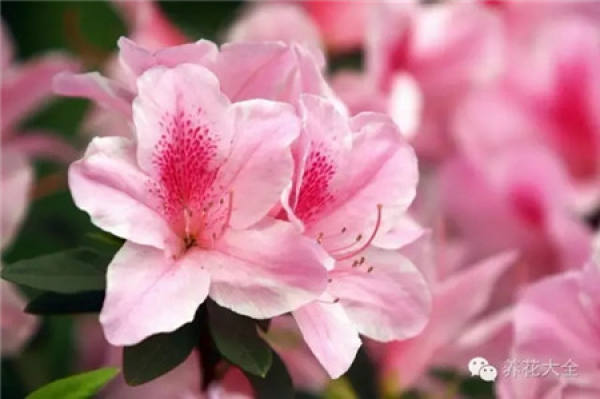 Jasmine
