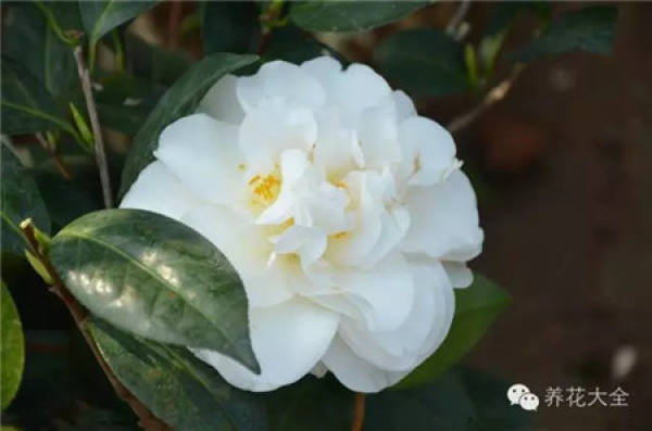 Jasmine