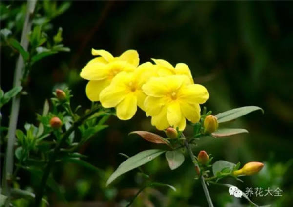 Winter jasmine