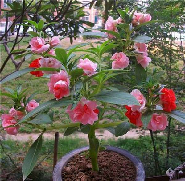 Matters needing attention in the cultivation of Impatiens camellia