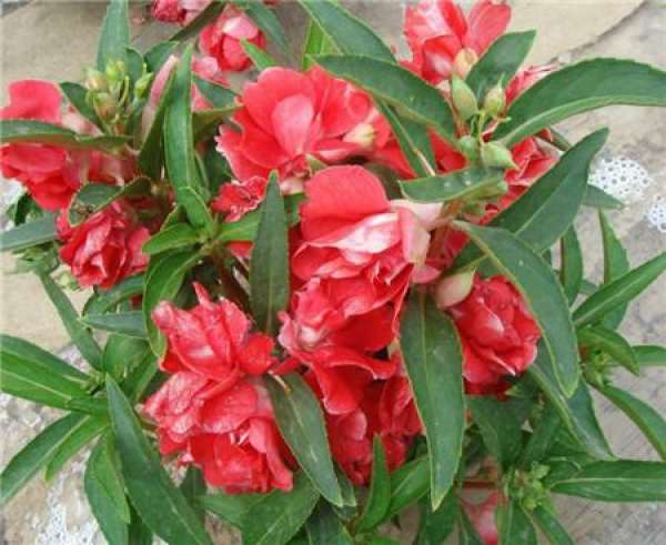 Method for culturing camellia impatiens