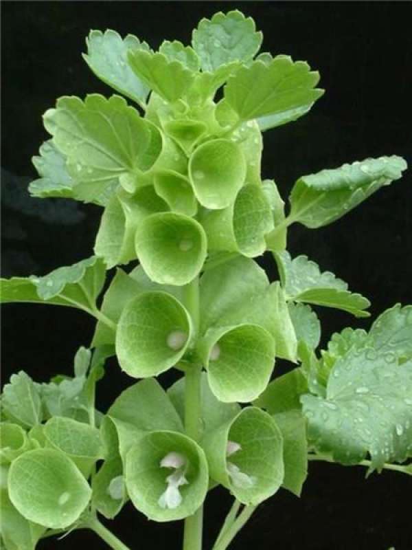 Matters needing attention in the cultivation of shell flower