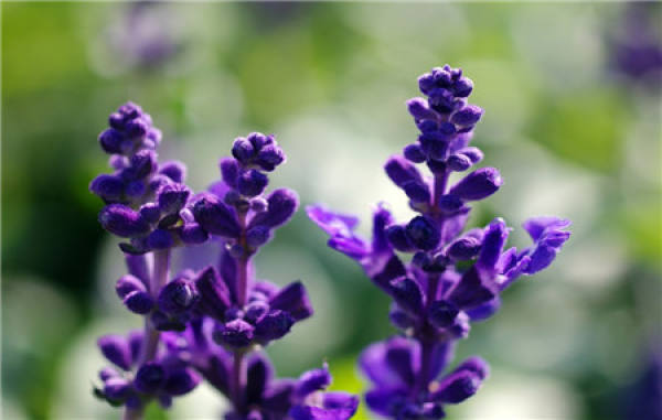Matters needing attention in the cultivation of Salvia officinalis