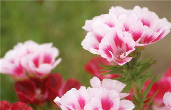 Farming method for sending spring flower