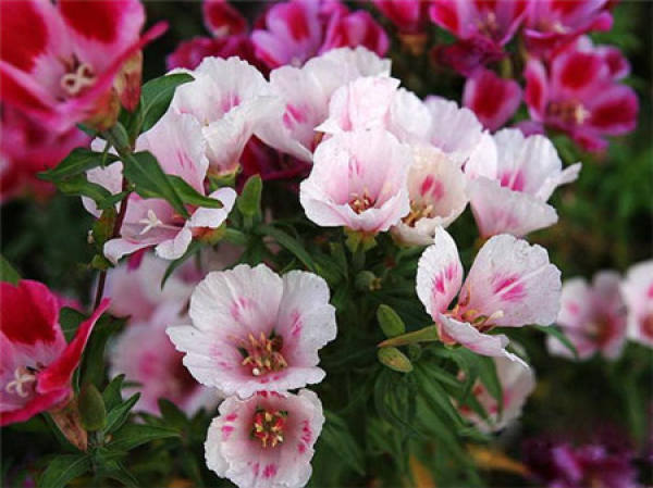 Matters needing attention in the cultivation of sending spring flower