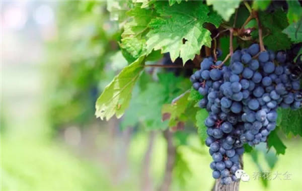 Grape Falls