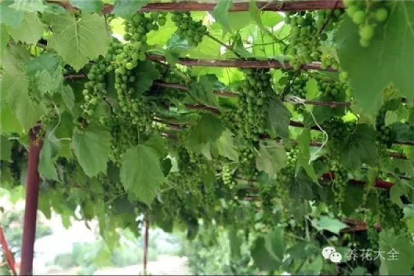 Grape Falls