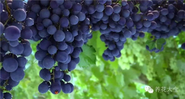 Grape Falls