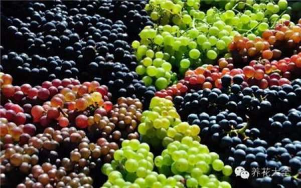 Grape Falls