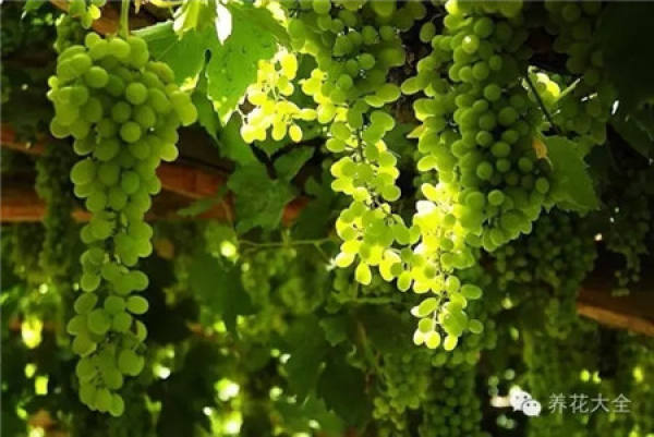 Grape Falls