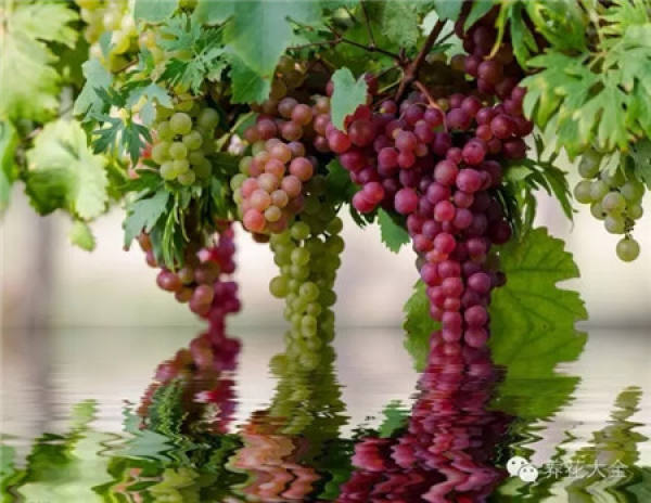 Grape Falls