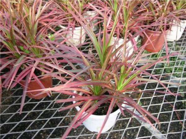 Matters needing attention in the cultivation of Melaleuca tricolor