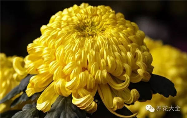 Ignoring the internal cause of chrysanthemum blooming