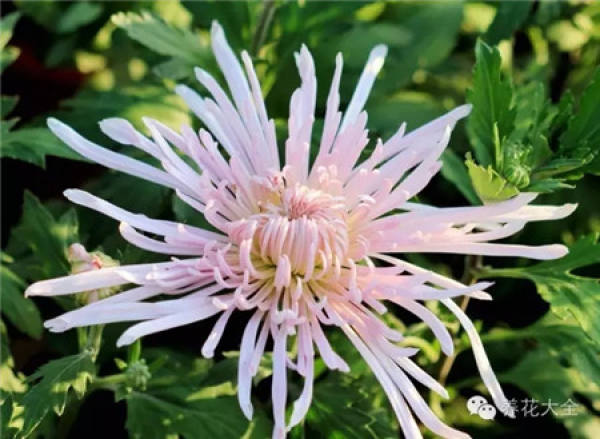Ignoring the internal cause of chrysanthemum blooming