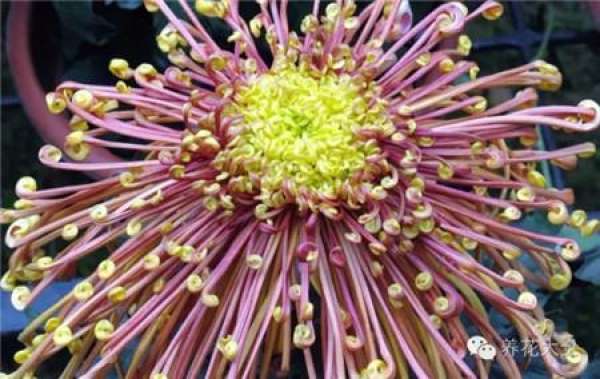 Ignoring the internal cause of chrysanthemum blooming