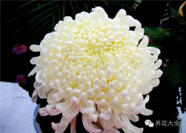 Ignoring the internal cause of chrysanthemum blooming