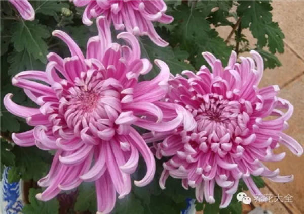 Ignoring the internal cause of chrysanthemum blooming