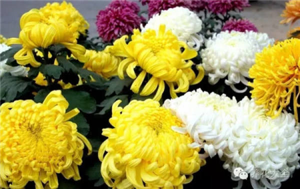 Ignoring the internal cause of chrysanthemum blooming