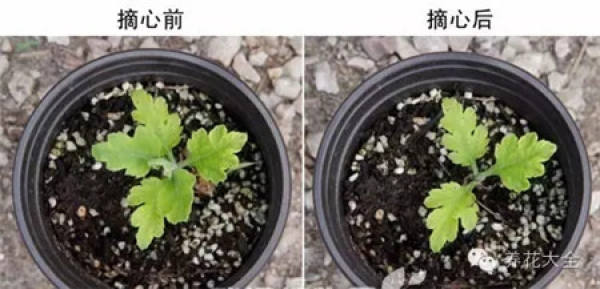 Ignoring the internal cause of chrysanthemum blooming