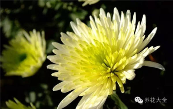 Ignoring the internal cause of chrysanthemum blooming