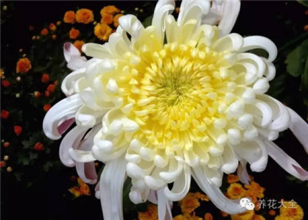 Ignoring the internal cause of chrysanthemum blooming