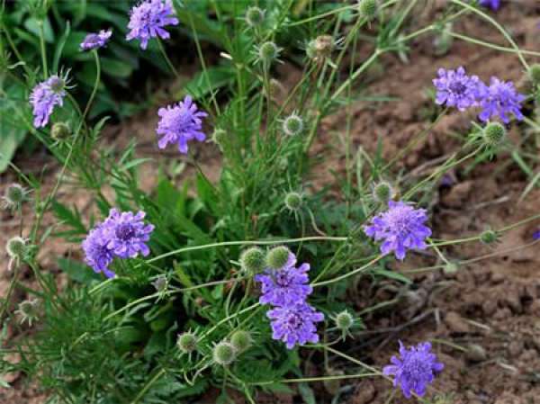 Matters needing attention in the cultivation of blue potted flower