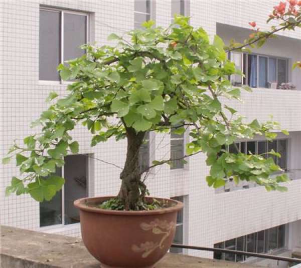 Cultivation method of ginkgo potted plant