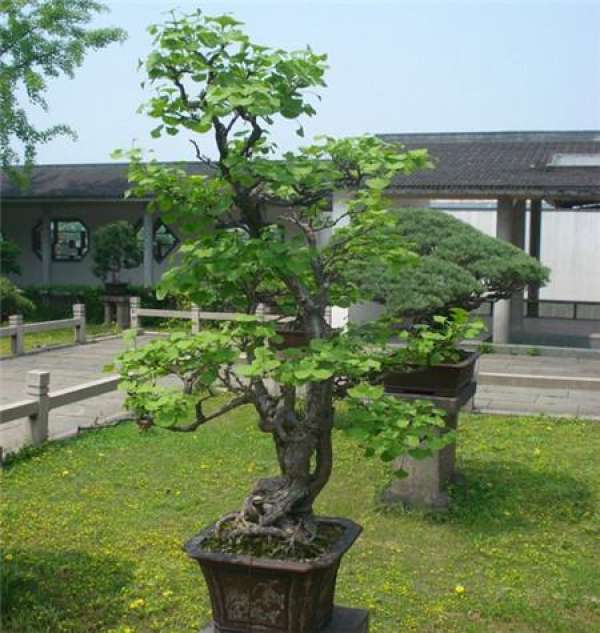 Matters needing attention in the cultivation of Ginkgo biloba