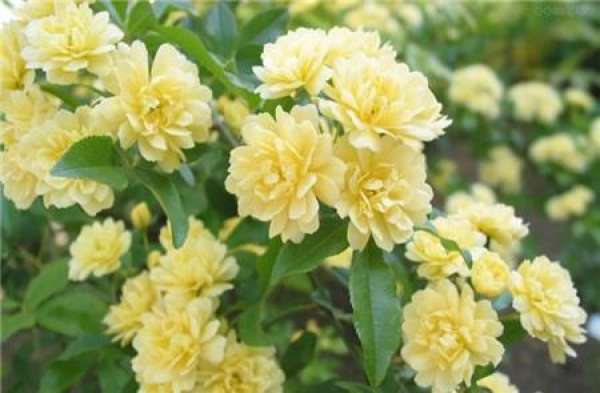 Method for culturing costus flower