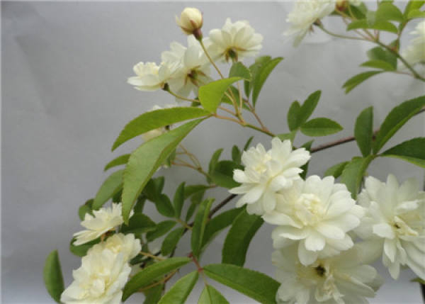 Matters needing attention in the cultivation of Aucklandia